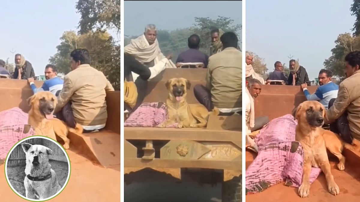 MP’s Own Hachiko! Dog Refuses To Leave Owner’s Side Even After Death In Shivpuri; Chases Body...