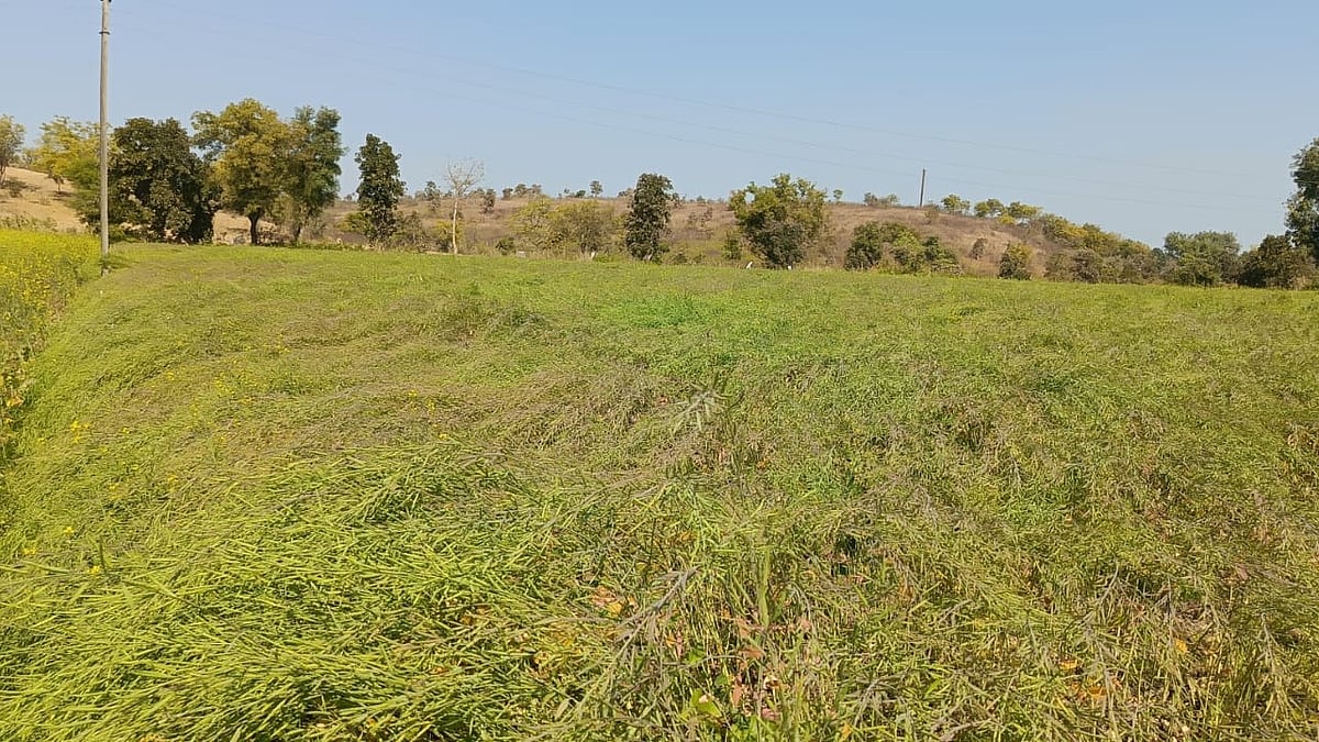 Jalebi Disease Threatens Garlic Crops in Madhya Pradesh