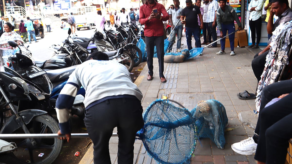 Pune: PMC Rounds Up Stray Dogs Ahead Of Friday's Grand Cycle Tour