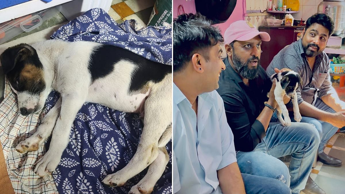 Mumbai News: 2 Dogs Sexually Abused In City, Animal Activists Demand Amendments To BNS And PCA For Stricter Punishment 