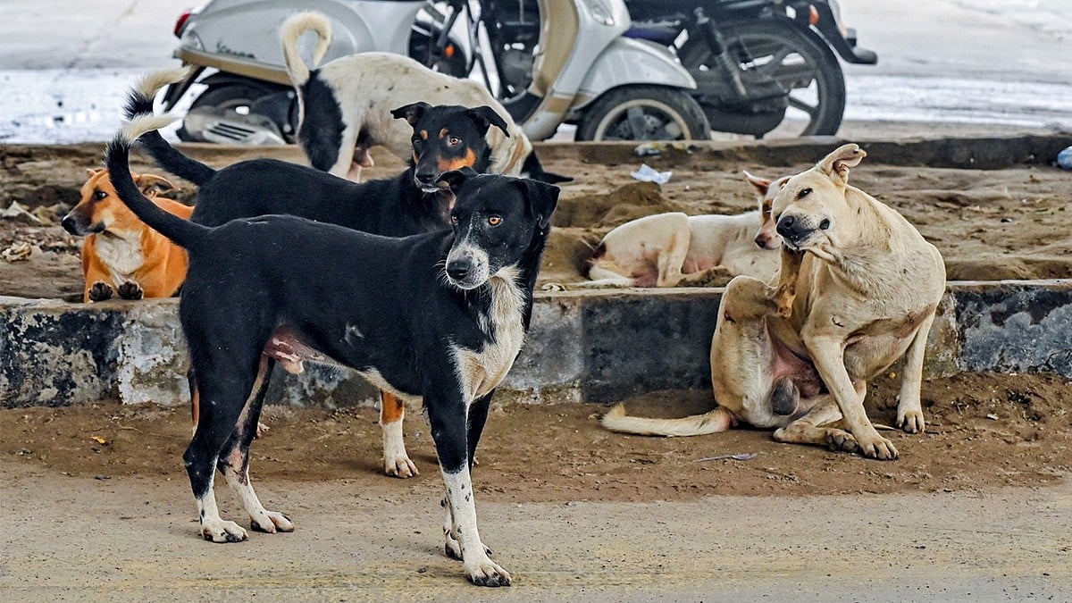 MP News: Stray Dogs Banned In Schools Premises To Avoid Accidents, DEO Issues Strict Instructions In...