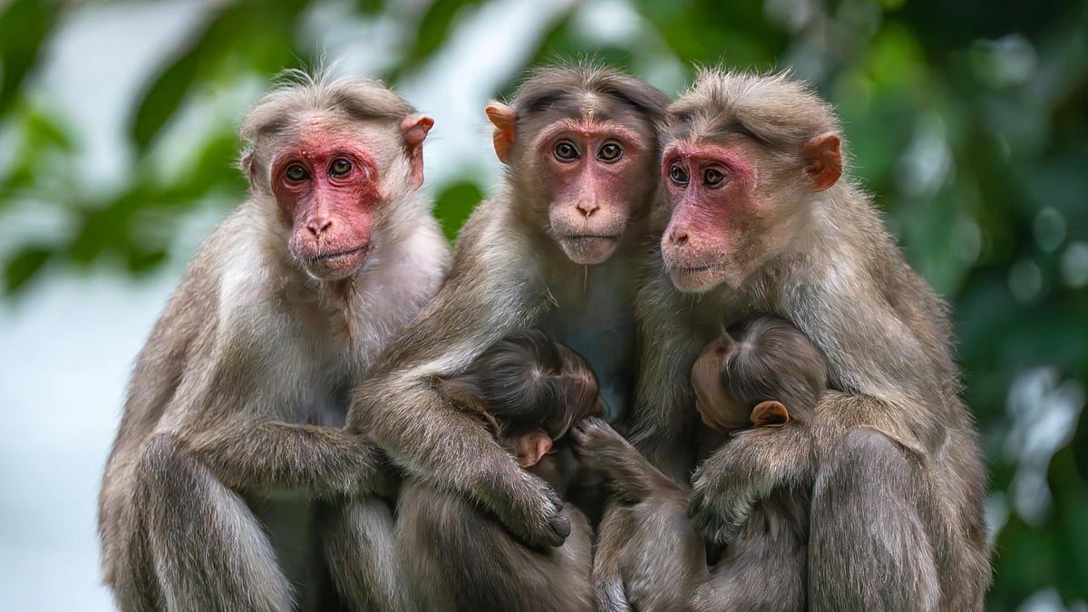 Monkeys Snatch 20-Day-Old Infant From Mother, Thrown Her In Nearby Well; Baby Miraculously Survives