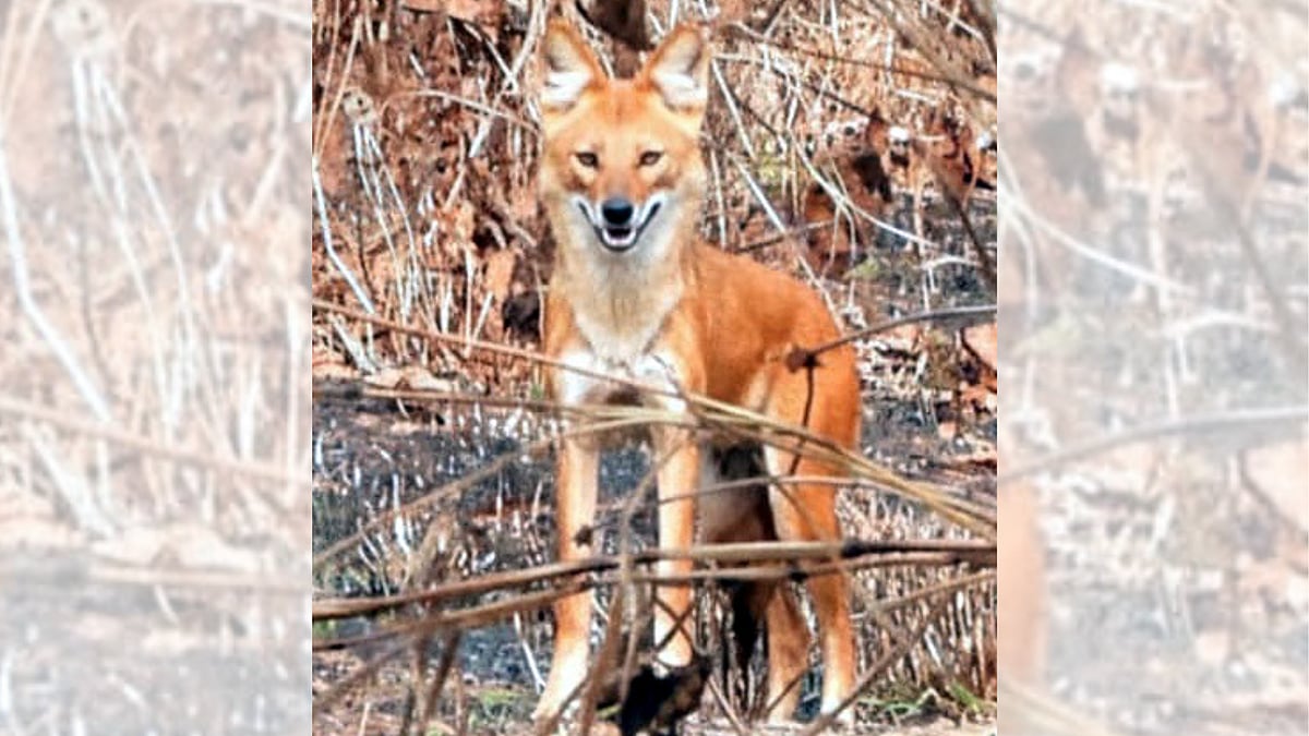 Bhopal News: Rare Wild Dog Spotted In Ratapani Tiger Reserve