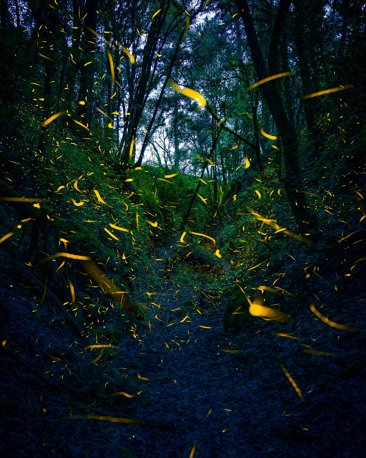 Fireflies