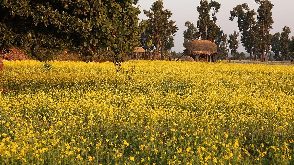 Vasant Panchami 2026: Significance Of Wearing Yellow Colour On Saraswati Puja 