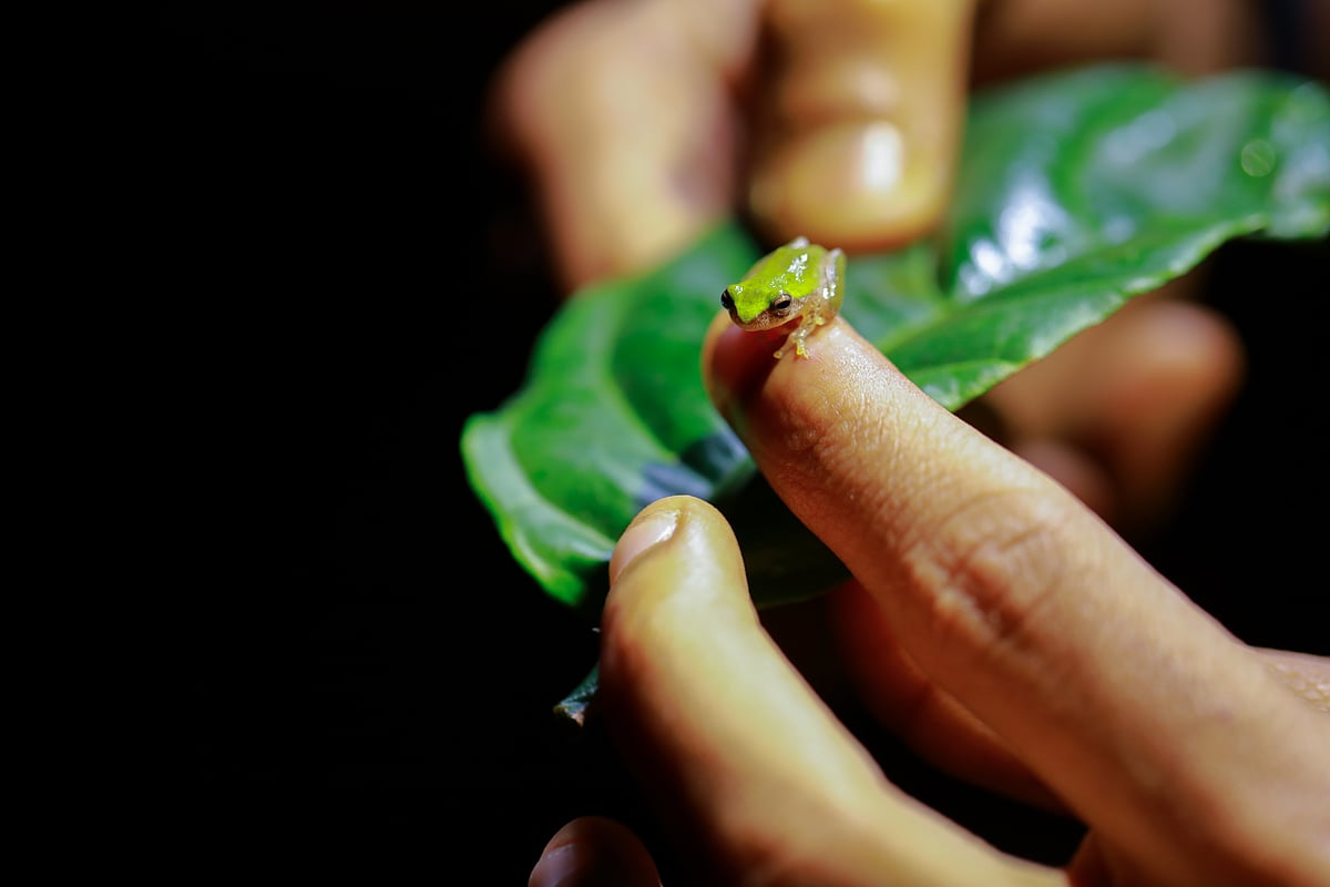 Wayanad Wild, CGH Earth 