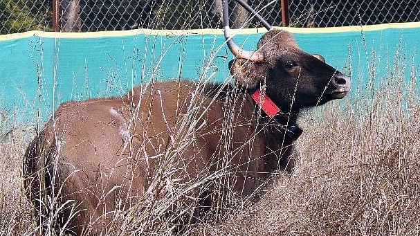 Bhopal News: 5 Translocated Bisons Released In Bandhavgarh