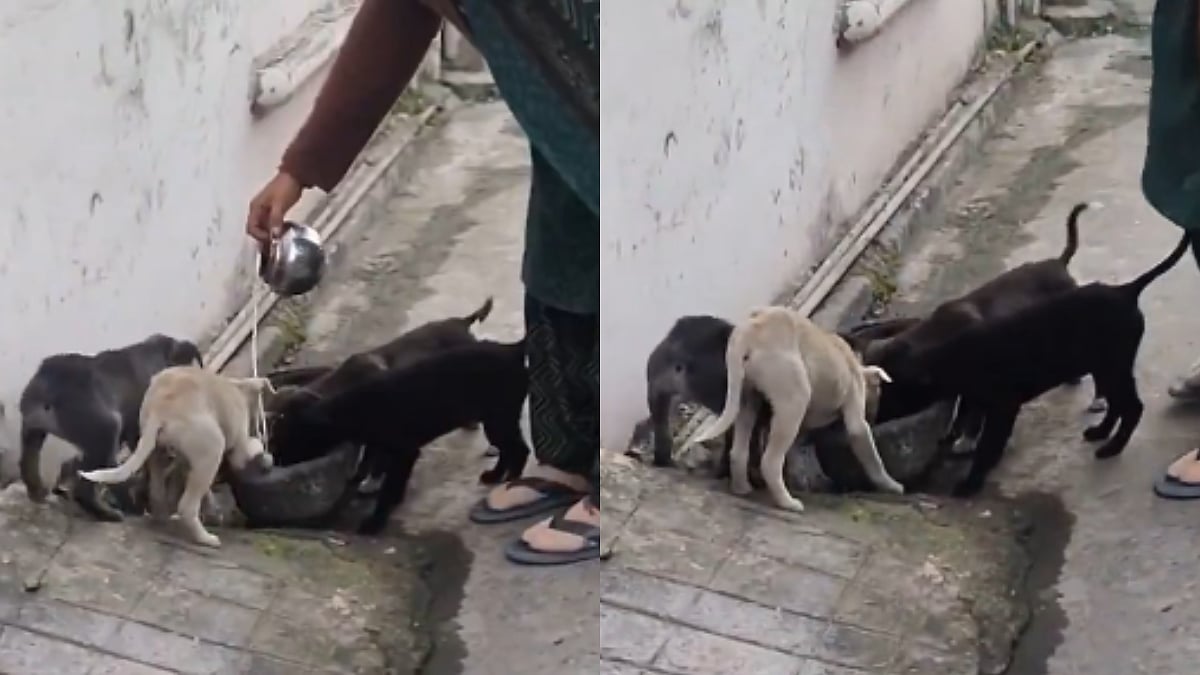 'I Don't Really Like Dogs, But...': Physically Challenged Man's Unexpected Friendship With Stray Dogs Goes Viral 