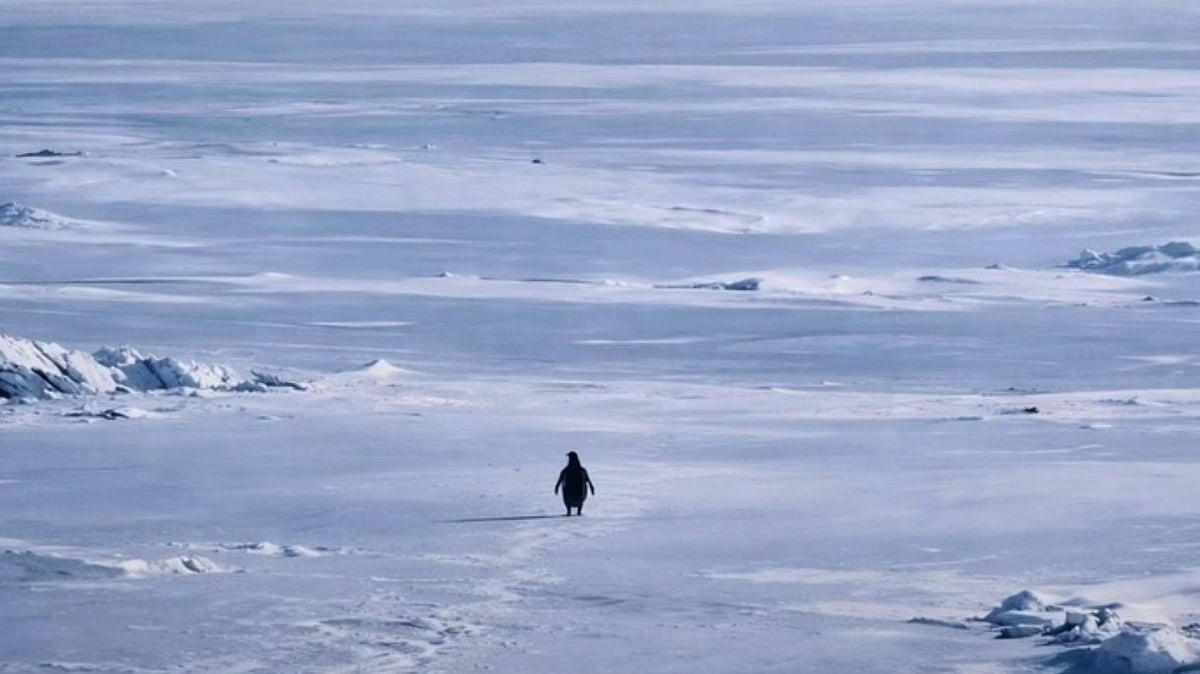 Why A Lone Penguin Walking Towards Mountain Is Going Viral? Know Meaning Behind Video That Has Internet Overthinking About Life 