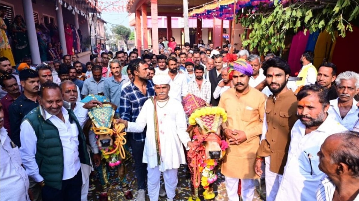 MP News: Village Gets Together To Celebrate Cow’s Grand Wedding In Hatpiplia