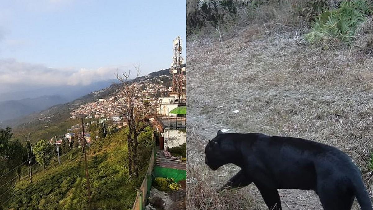 Bagheera In Bengal? A Rare Black Panthers Spotted Roaming Around The Forests Of Kurseong- Visuals Surface 