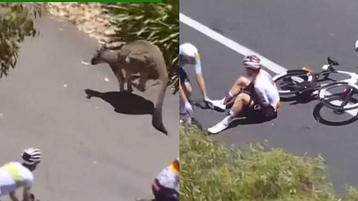 Kangaroo Jumps Into Peloton, Causes Shocking Mid-Race Crash At Tour Down Under; Video Goes Viral 