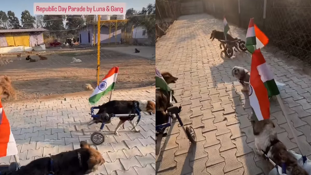 Republic Day Parade By Dogs; Furry Canines Walk With Tri-Colour Flag & Specially Made Vehicles | WATCH 