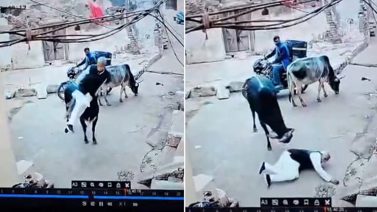 MP News: 60-Year-Old Attacked By Stray Bull In Chhatarpur; Suffers Multiple Fractures, Stitches --...