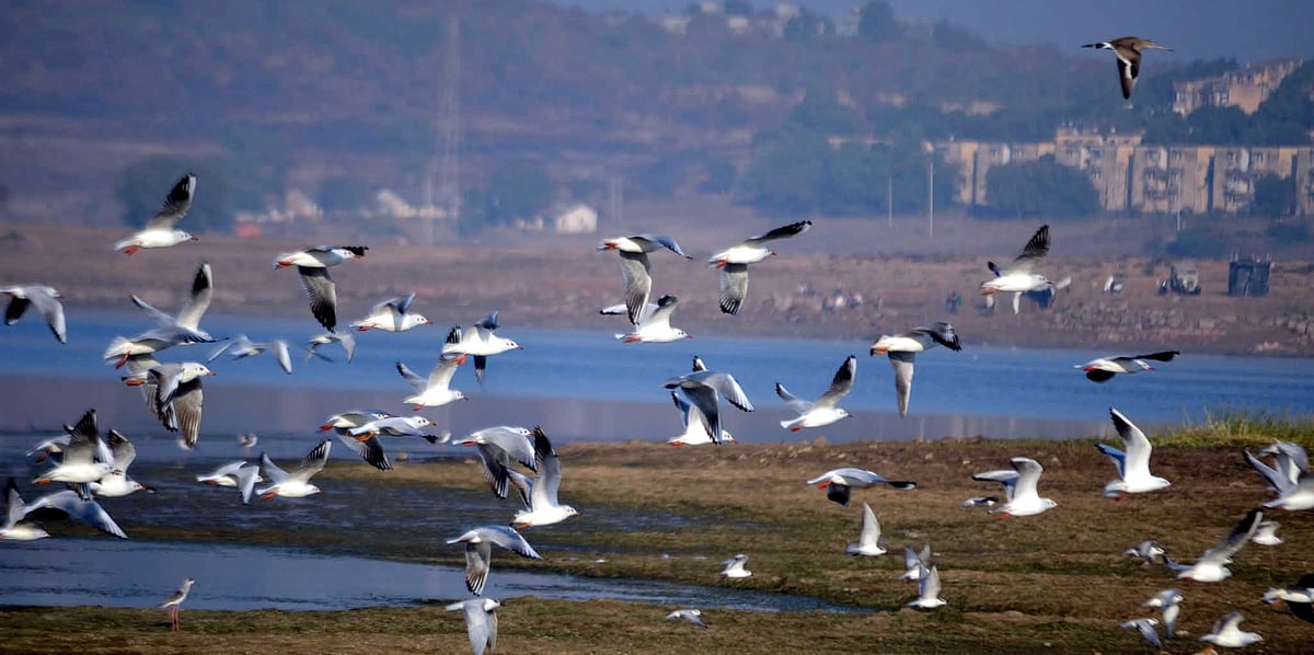 Tome And Plume: Winged World Citizens Warble To Welcome Advent Of Spring At Van Vihar