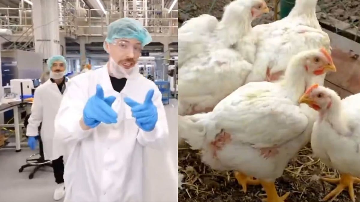 'Need My Chicken To Be Chicken': MrBeast Explores $200 Million Lab-Grown Meat Facility To Prevent...