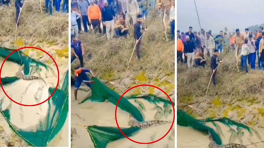 MP News: Crocodile Spotted In Datia Canal After Unseasonal Rain; Panicked Villagers Rush With Ropes...