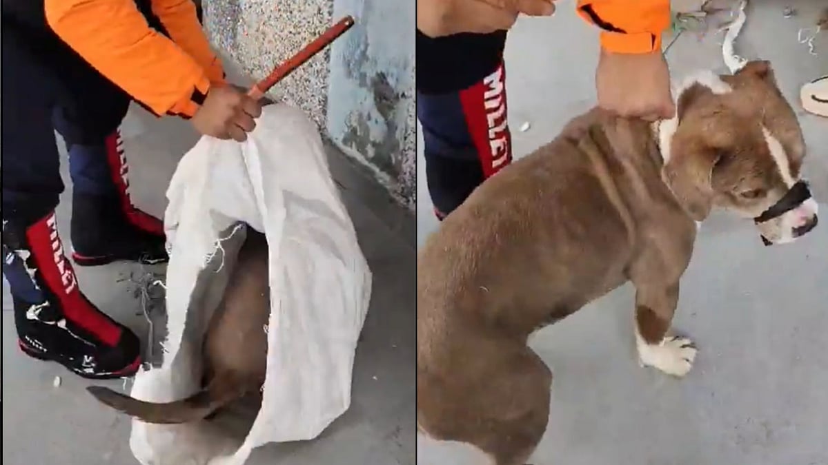 ‘Human Ways To Treat A Loyal Dog’: Netizens Slam SDRF For Carrying Canine In Gunny Bag After It Guarded Owner’s Body For Days In Freezing Snow 