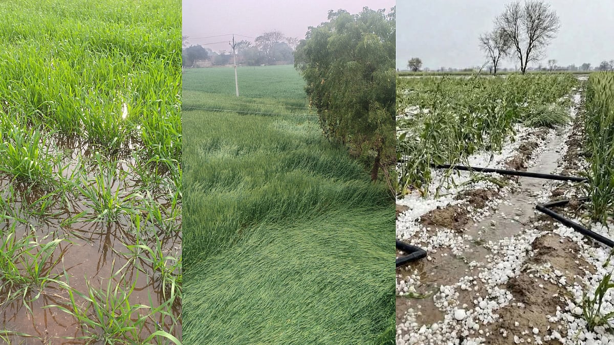 MP News: Weather Turns Wild In Madhya Pradesh; Rain & Hail Hit Standing Crops In Gwalior-Chambal,...