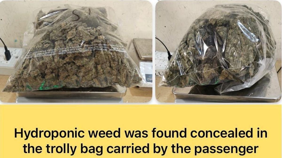 Mumbai Airport Customs Seize Hydroponic Weed Worth ₹26.52 Crore, Gold, Diamonds And Foreign Currency In Multiple Cases 