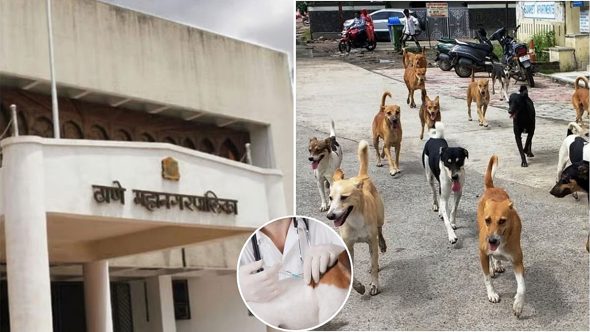 Thane Municipal Corporation Vaccinates 2,000 Stray Dogs In A Month Amid Rising Attack Incidents 