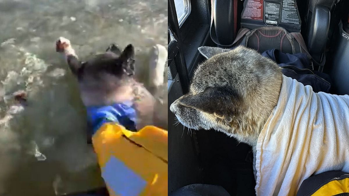 VIDEO: Missouri Firefighters Rescue Dog As It Gets Trapped In Frigid Water 