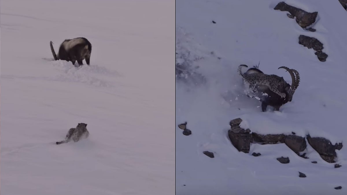 'Best Wildlife Moment Of My Life': Tourist Captures Snow Leopard's Fiesty Ibex Hunt In Himachal Pradesh's Kibber 