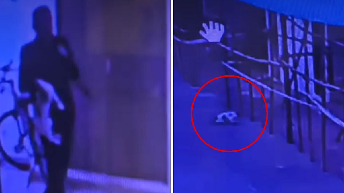 Caught On Cam: Disabled Stray Cat Thrown From 7th Floor By Watchman In Mumbai's Kandivali; Dies On Spot 