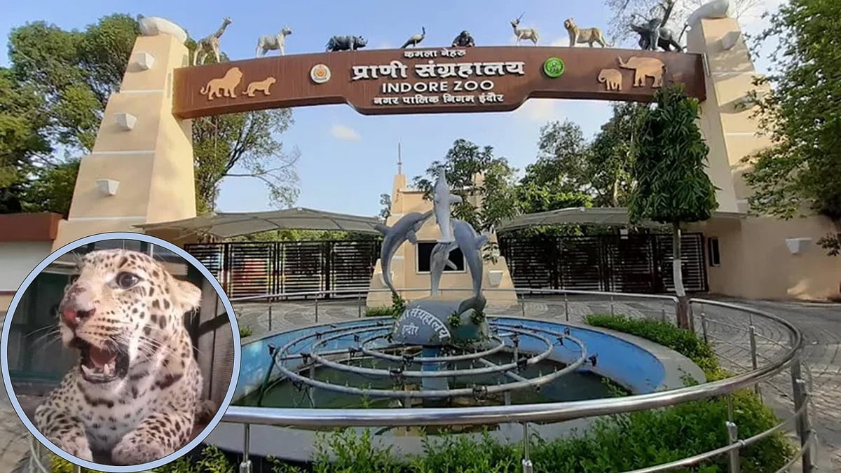 Indore News: Leopard Rescued From Devguradia, Sent To Kamla Nehru Zoo; Another Spotted In Mhow