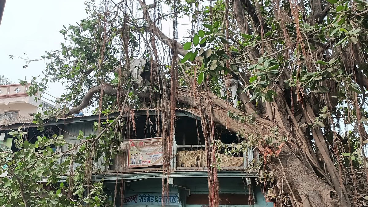 MP News: Ancient Trees Lean On Houses, Spark Safety Concerns In Pansemal