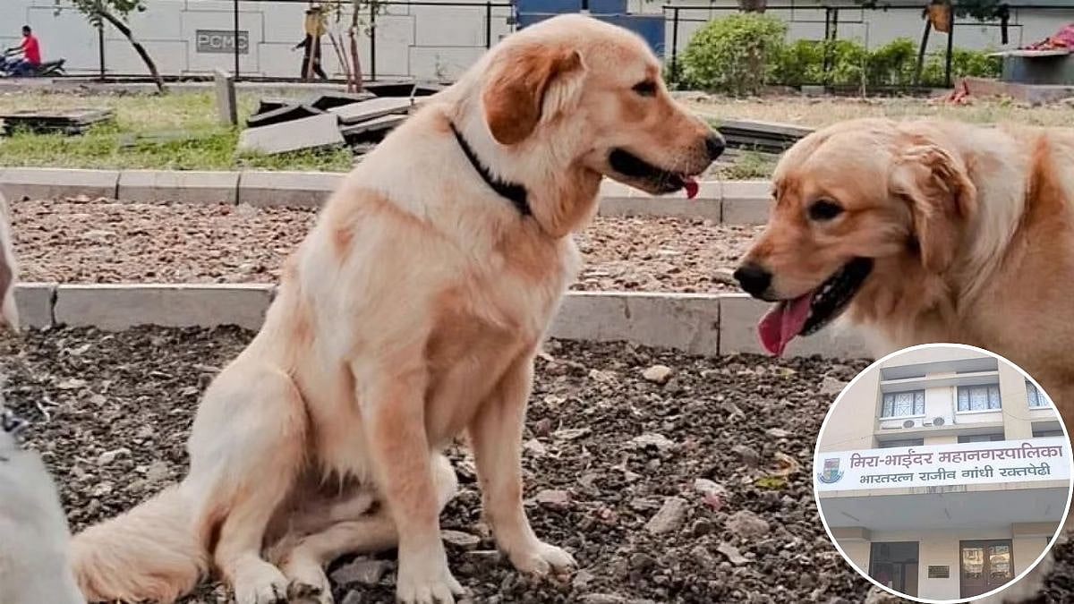 Mira-Bhayandar To Get Dedicated Dog Park Under Metro Flyover As MBMC Clears Proposal