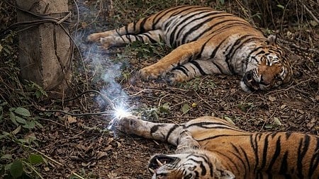 Bhopal News: Tiger, Tigress Found Dead In North Shahdol