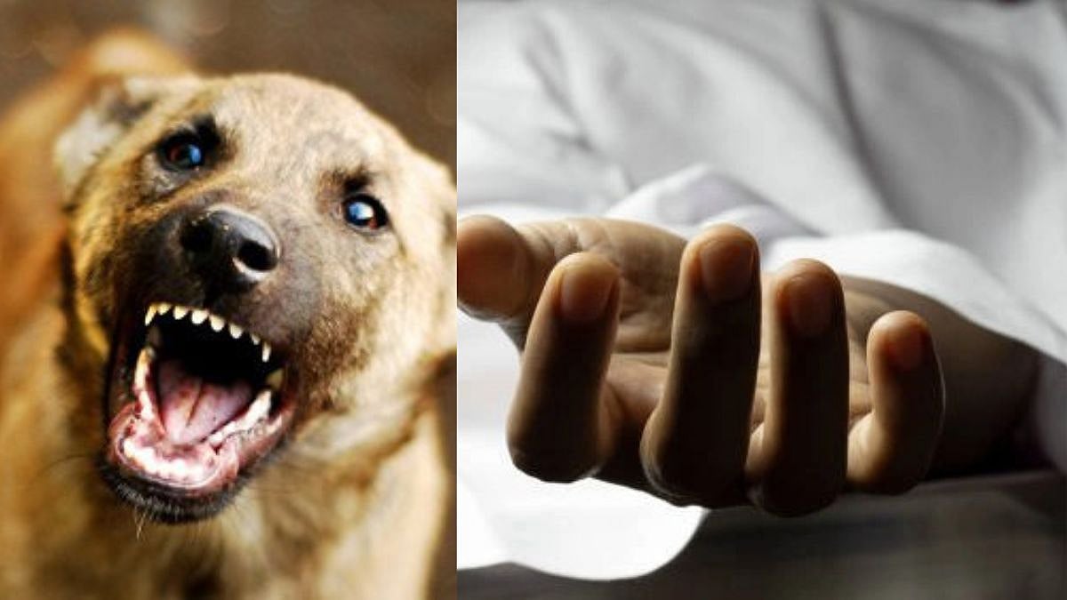 Thane Tragedy: 12-Year-Old Boy Dies Weeks After Dog Bite; Bhiwandi MLA Rais Shaikh Claims 'Anti-Rabies Medicine Unavailable At Hospital' 