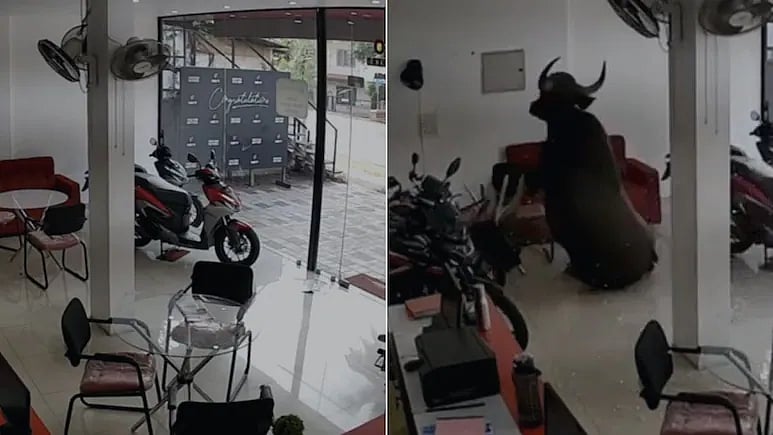 Kerala: Wild Buffalo Charges Into Bike Showroom, Crashes Onto Glass, Bikes In Kannur, Dramatic CCTV...
