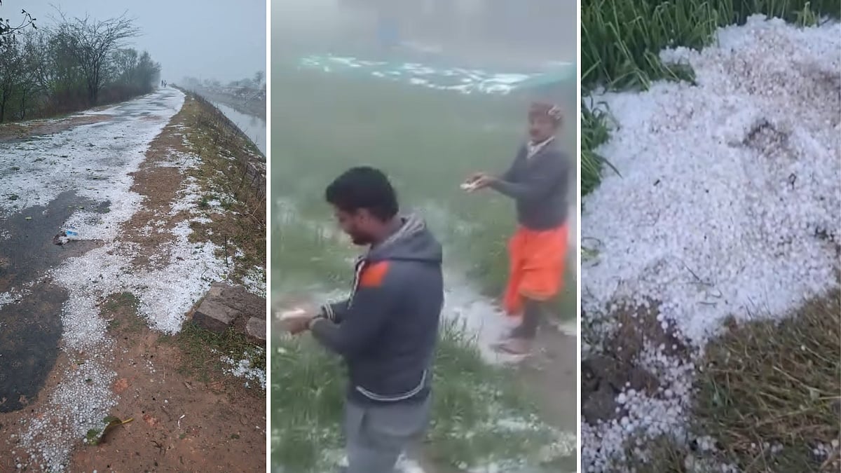 MP News: Gwalior Turns ‘Kashmir’ After Massive Hailstorm, Wheat Crops Destroyed - VIDEO