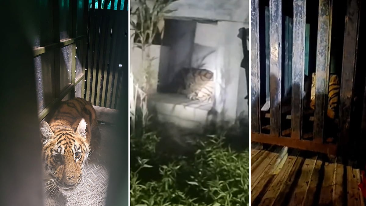 MP News: Two Tiger Cubs Spotted Inside Temple In Seoni; Rescued Safely -- VIDEO