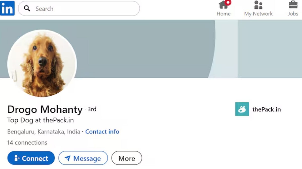 Bengaluru Dog's LinkedIn Profile With Job Title & Big Personality Goes Viral - Read More 