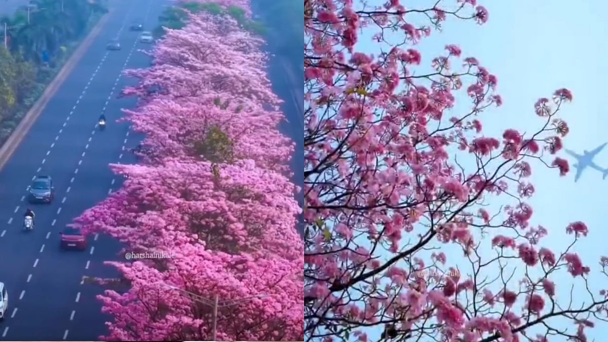 'This Is Mumbai, Not Japan': City's Cherry Blossom Season Is Here; Mesmarasing Videos From Vikhroli-Ghatkopar Eastern Express Highway Go Viral 