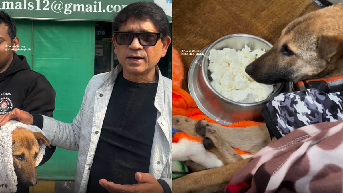 Viral Bijnor Stray Dog Performing 'Parikrama' To Return Back From Noida After Treatment At NGO:...