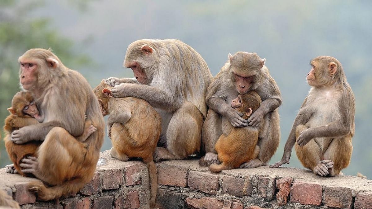 Uttar Pradesh News: Monkey Menace Forces Sitapur Residents To Seek PM Modi, President’s Help 