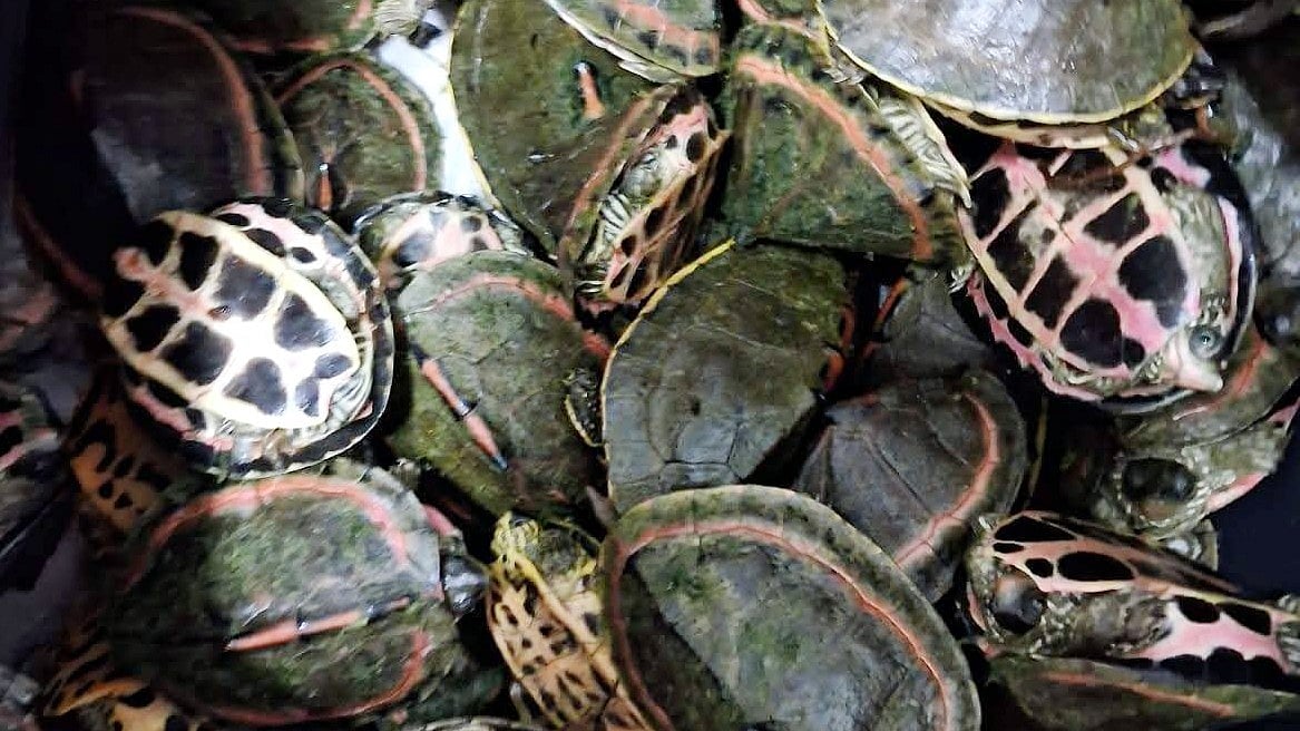 Bhopal News: Turtle Smuggling; RPF Probe To Unearth Full Network