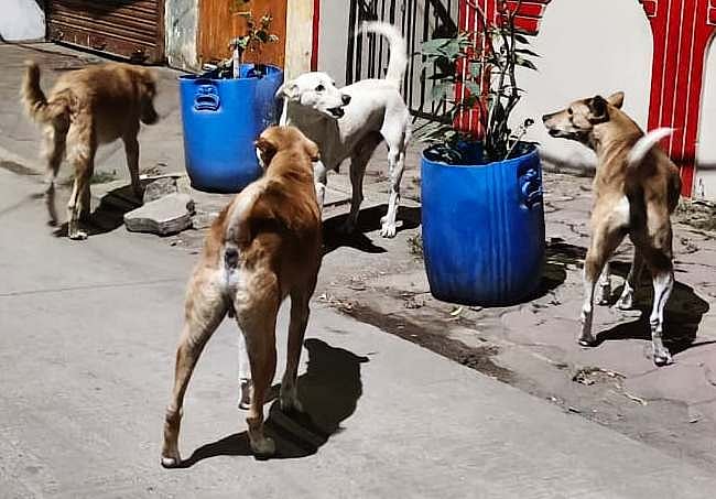 Indore News: IMC Invites NGOs To Operate Dog Shelter Homes; 20 Locations Across City Identified