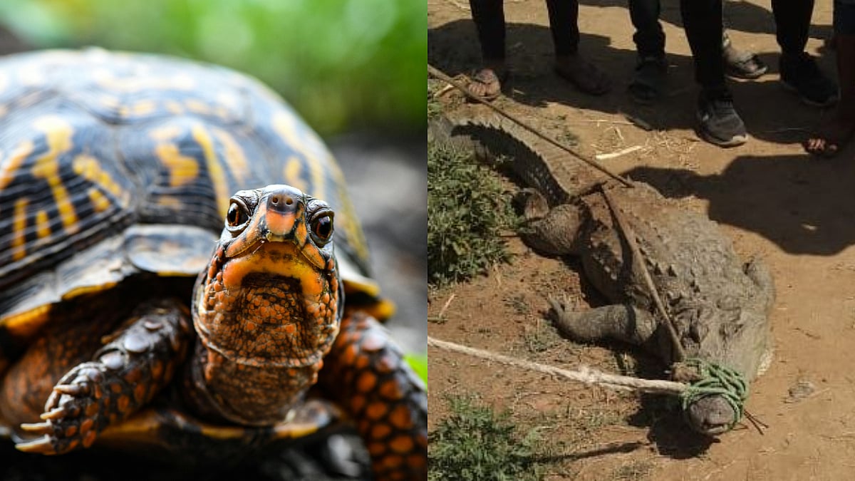 Mumbai News: Forest Department, Police Rescue Crocodile & Turtle Kept Illegally At Juhu Home; One...