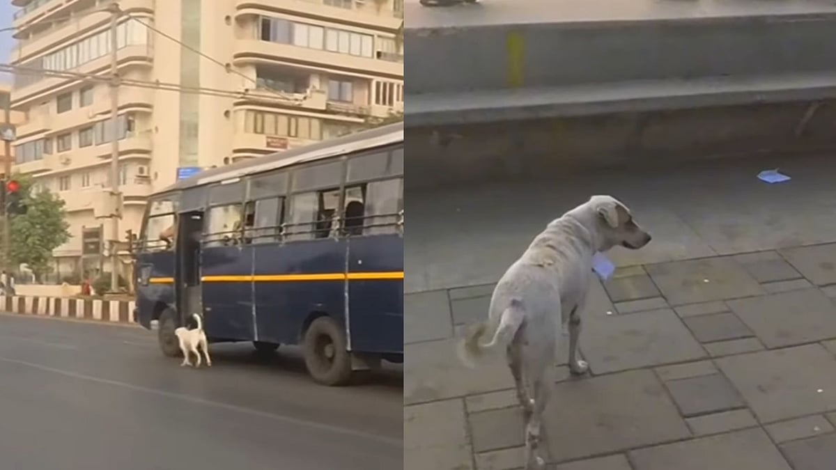 Video: Stray Dog Turns Marine Drive’s Unofficial Guardian Trained By Mumbai Police - Netizens Say,...