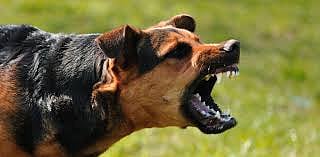 Pune: Rising Stray Dog Menace In Narhe; Elderly Woman Seriously Injured In Attack