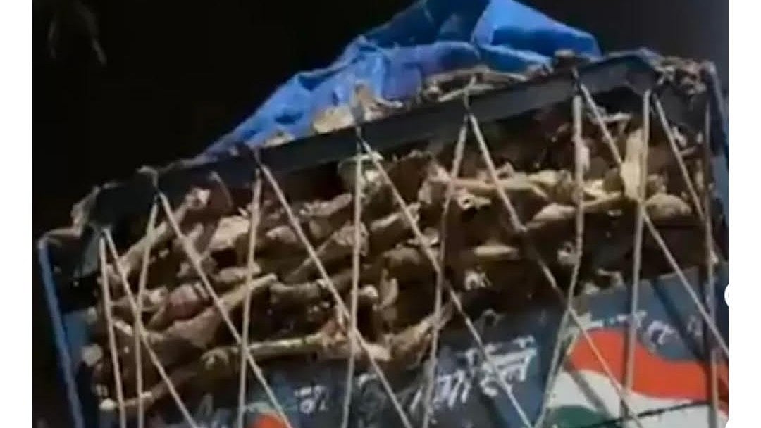 MP News: Pickup Vehicle Carrying Bovine Bones Seized In Jhabua, Driver Detained