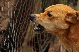 Pune: 33 Hurt In Chakan Stray Dog Attack, Raises Alarm Over Rabies Prevention