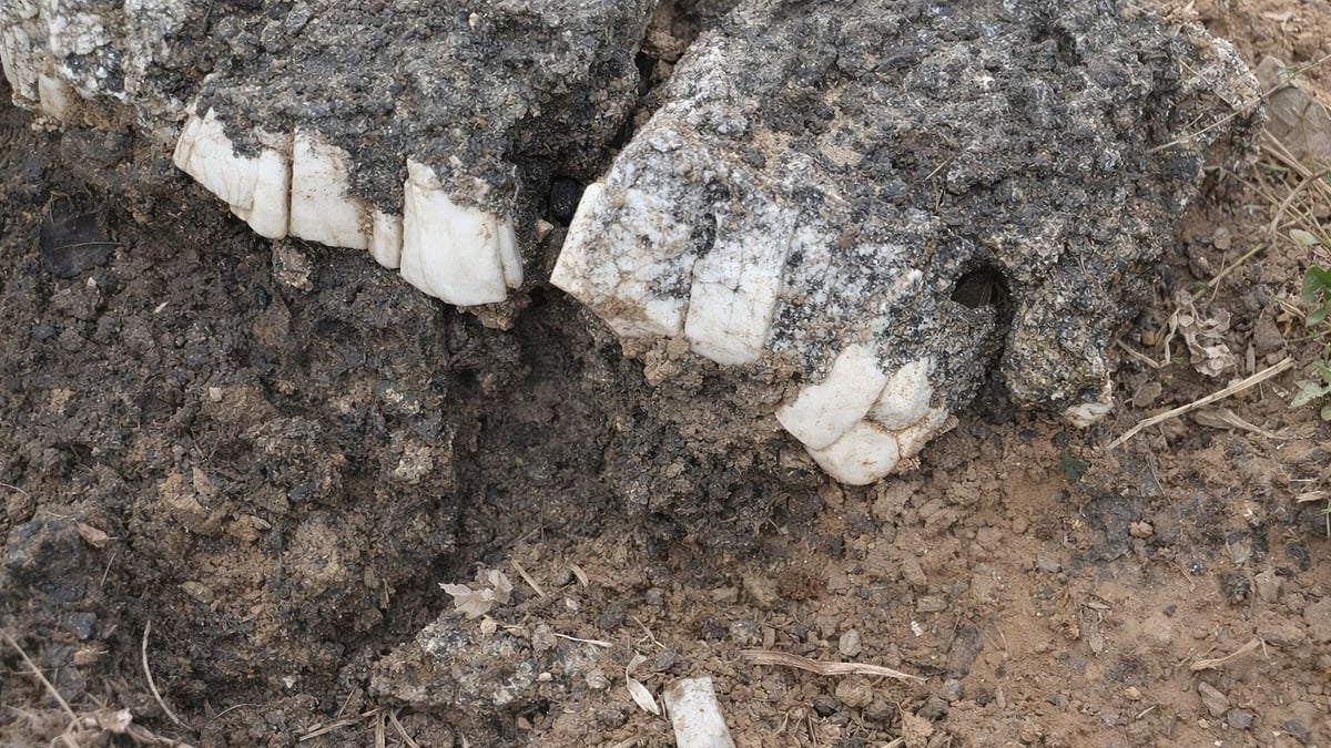 MP News: 12 Metres Long Mysterious Bones, Teeth Recovered In Sidhi's Hills; Suspected Fossils...