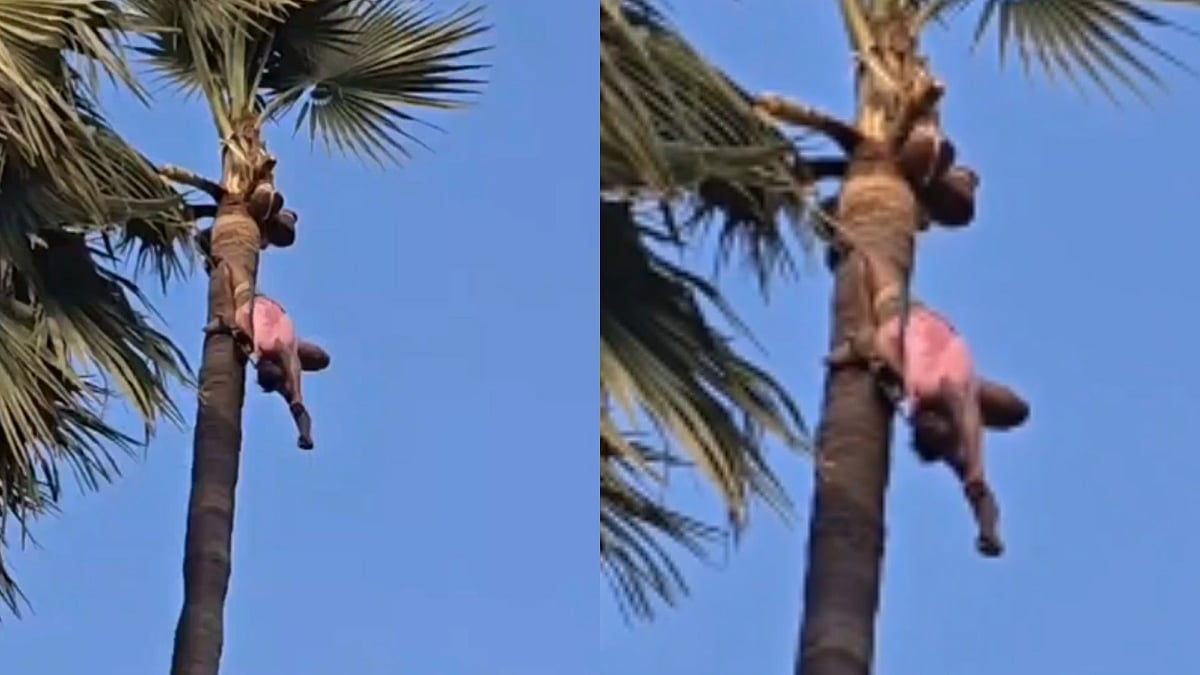 Body Found Hanging From Palm Tree As Man Dies While Extracting Toddy In Telangana’s Rajanna...