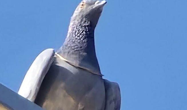 Rajasthan News: Pigeon Flies Away With ₹1 Lakh Gold Chain In Nagaur Jeweller’s Shop 